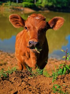 Cattle Calving: Dealing With Homestead Deliveries Image